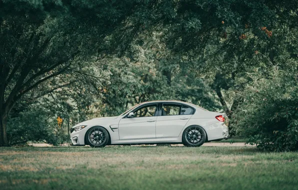 Picture bmw, trees, park, f80