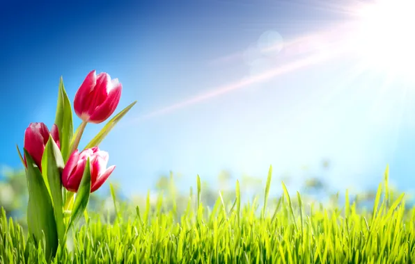 Grass, the sun, flowers, spring, tulips