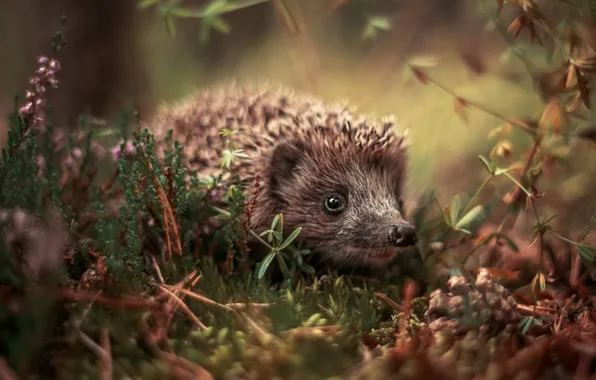 Look, branches, glade, hedgehog, face, bump, hedgehog, bokeh