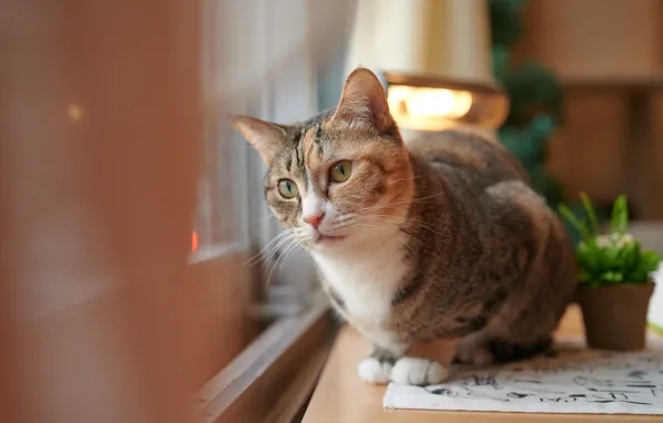 Picture cat, pose, green eyes