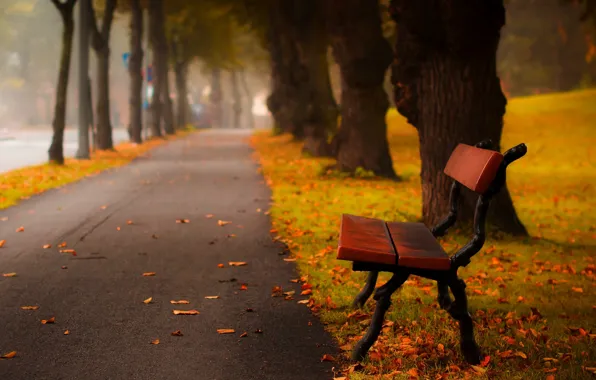 Autumn, forest, grass, leaves, trees, bench, nature, Park