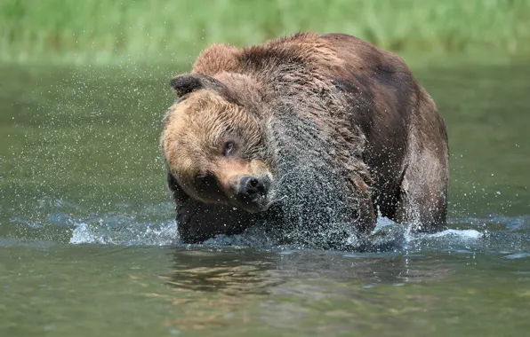Picture squirt, bear, bathing, pond