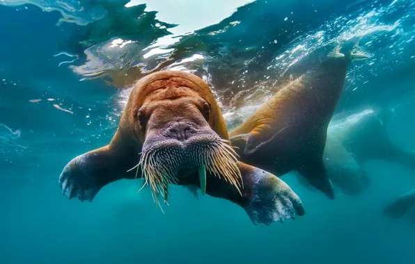 Water, walrus, tusks, The Arctic ocean