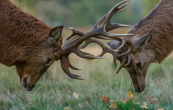 Grass, leaves, glade, pair, horns, deer, fight, muzzle