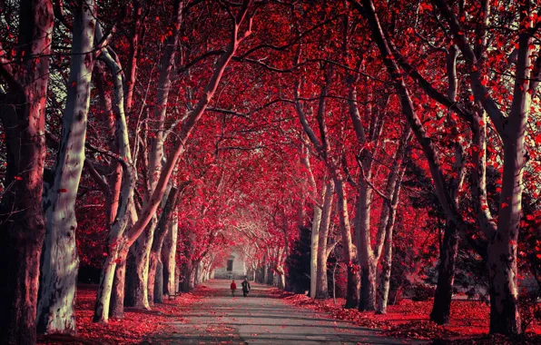 Autumn, nature, Park