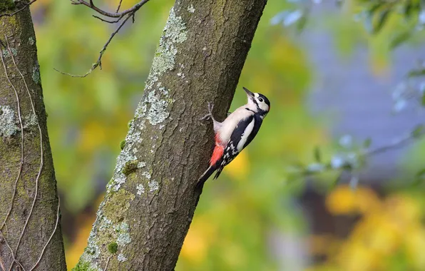 Branches, background, tree, bird, woodpecker