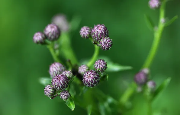 Greens, flowers, background