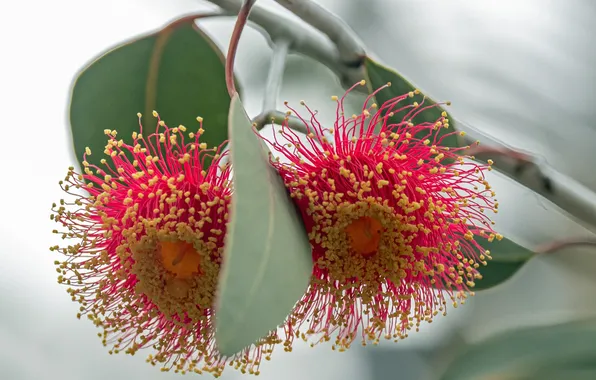 Flowers, tropics, tropical flowers