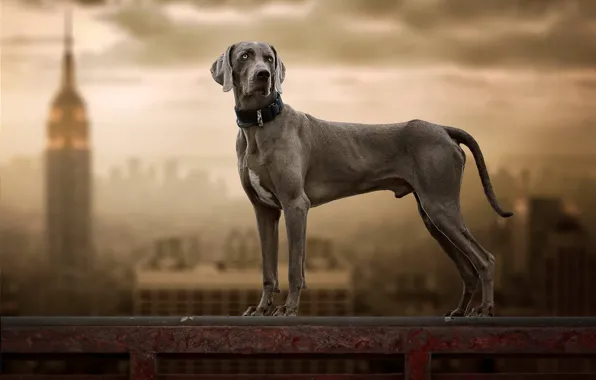 Picture background, dog, The Weimaraner