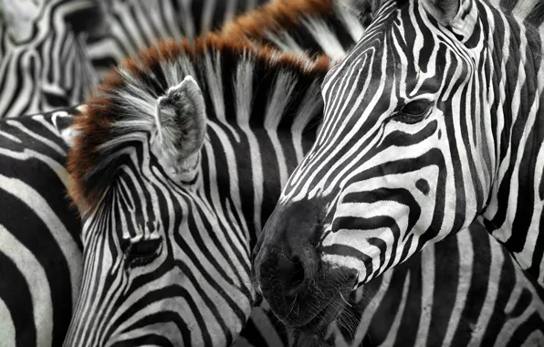 Nature, background, Zebra