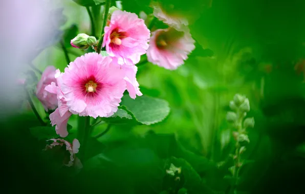 Greens, leaves, flowers, blur, pink, mallow
