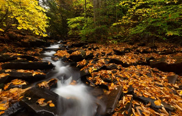 Autumn, forest, leaves, trees, branches, stream, stones, waterfall