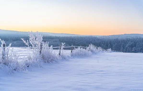 Winter, frost, field, forest, the sky, snow, branches, nature