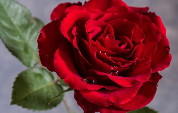 Close-up, chic, scarlet rose, drops