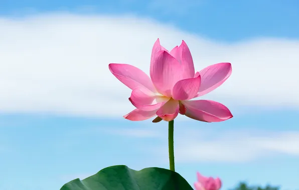 Picture the sky, leaves, nature, petals, stem, Lotus