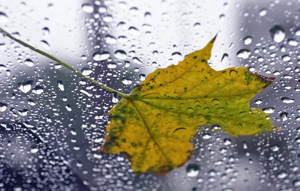 Glass, leaves, drops, macro, rain, leaf, drop, photos