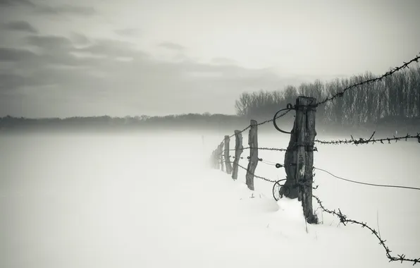Winter, field, fog, the fence