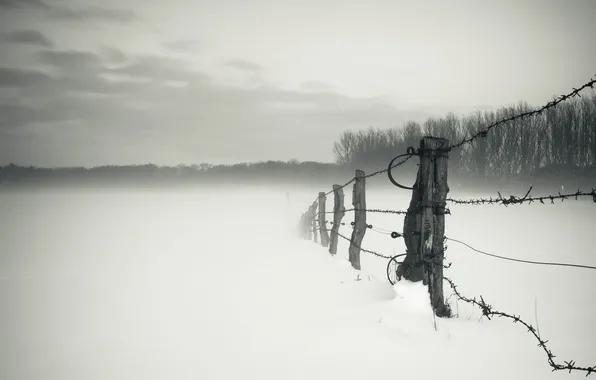 Picture winter, field, fog, the fence