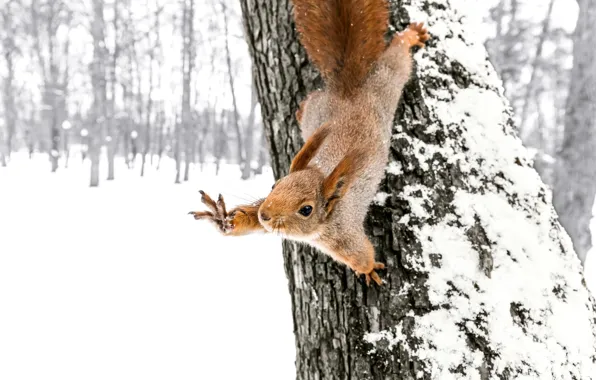 Picture Winter, Tree, Snow, Protein