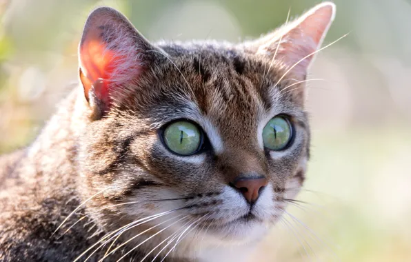 Picture cat, eyes, look, macro