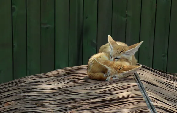 Green, Board, the fence, sleep, pair, Fox, a couple, Duo