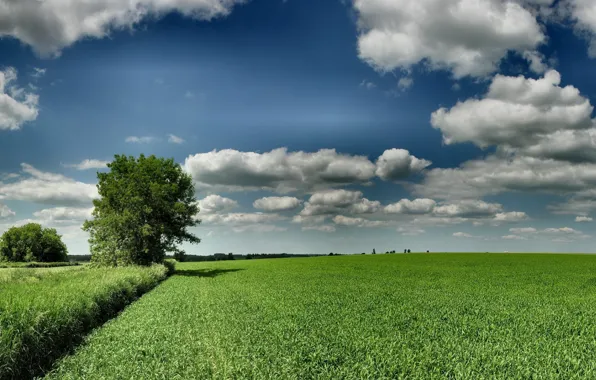 Picture green, tree, Field, hdr, 158