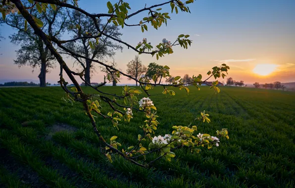 Picture field, landscape, nature, dawn, branch, spring, morning, flowering