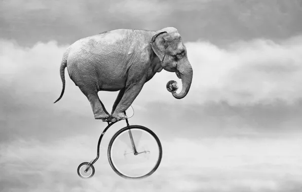 Picture the sky, bike, elephant
