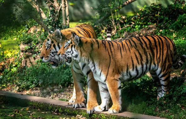 Picture nature, tiger, pair