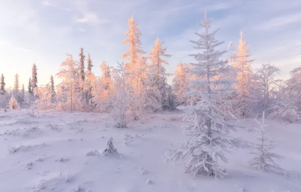 Picture cold, winter, frost, forest, the sky, light, snow, landscape