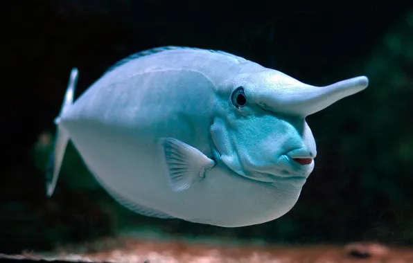 Picture WHITE, FISH, HEAD, EYES, FINS, FISH, TRACTOR