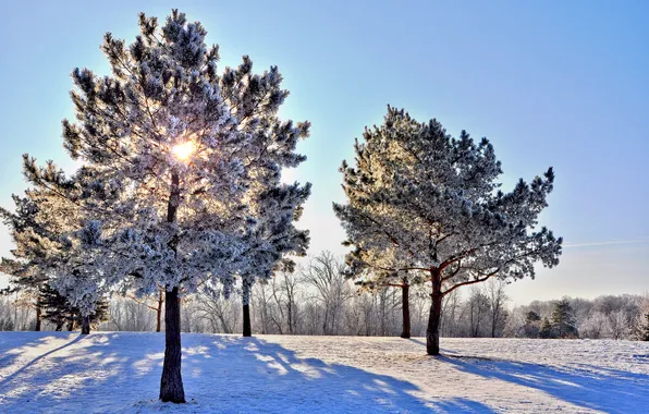 Winter, the sky, rays, snow, trees
