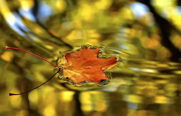 Water, sheet, droplets, surface, Autumn, maple