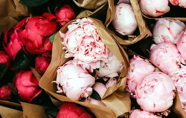 Picture paper, bouquet, peonies