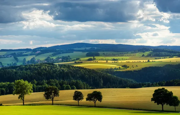 Field, summer, trees, village, meadow, house
