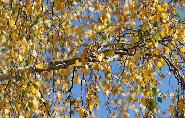 Autumn, leaves, tree, birch