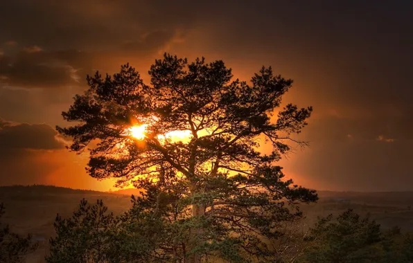 The sun, sunset, tree