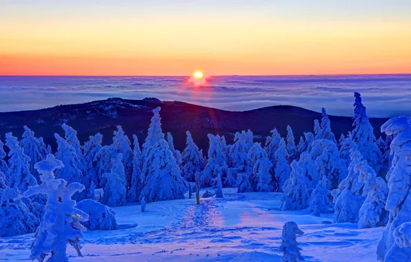 Winter, forest, the sun, snow, sunrise, dawn, Germany, top