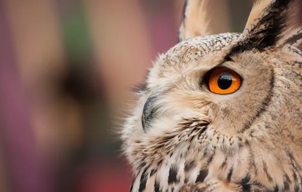 Picture background, owl, bird, Owl