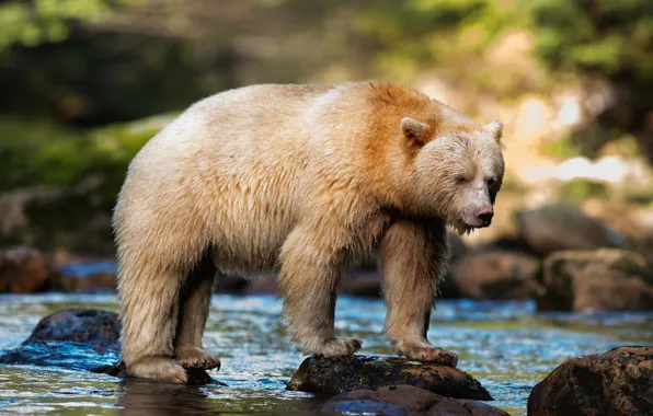 Forest, pose, stones, shore, moss, light, bear, pond