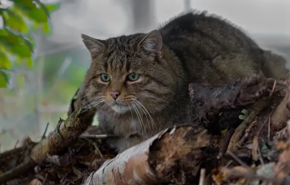Wild cat, wildcat, forest cat