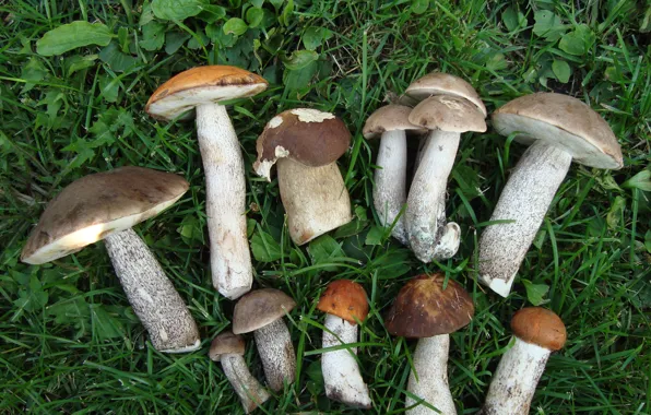 On the grass, such different, our catch