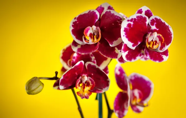 Picture flowers, background, orchids, motley