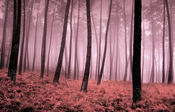 Autumn, leaves, trees, fog