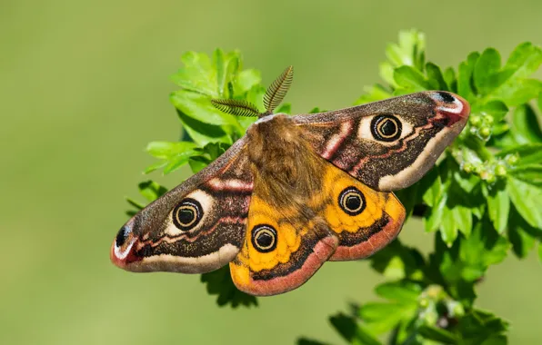 Macro, butterfly, wings, Small Emperor moth