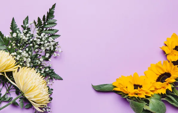 Flowers, sunflower, chrysanthemum
