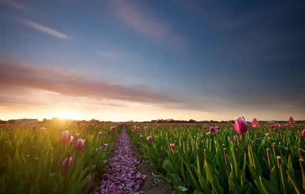 Field, the sky, clouds, flowers, spring, petals, space, tulips
