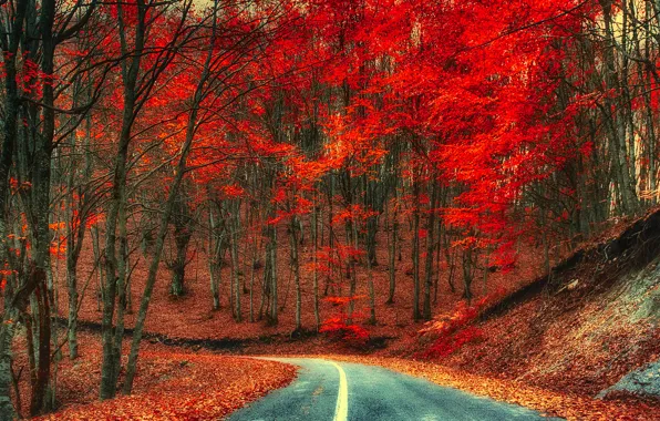 Road, autumn, trees, nature, foliage, time of the year