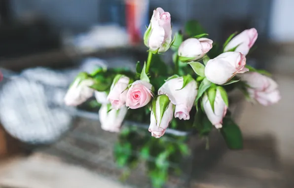 Flowers, roses, bouquet, gentle