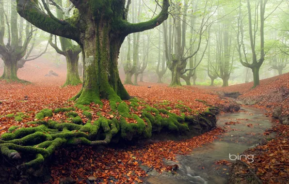 Autumn, forest, leaves, trees, fog, Park, stream, moss